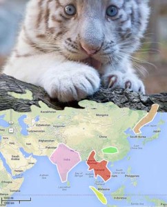 white bengal tiger cub on world habitat map